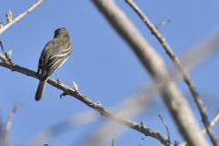 Empidonax oberholseri