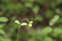 Valeriana clematitis