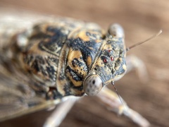 Cicada barbara lusitanica