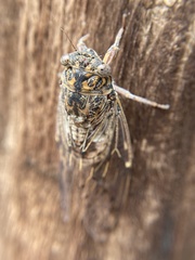 Cicada barbara lusitanica