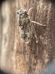 Cicada barbara lusitanica