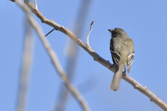 Empidonax oberholseri