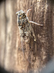 Cicada barbara lusitanica