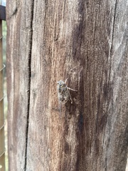 Cicada barbara lusitanica
