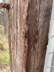Cicada barbara lusitanica
