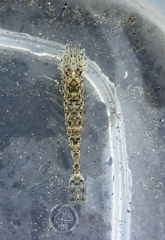 Crangon franciscorum