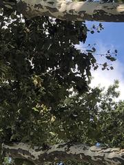 Platanus occidentalis