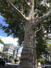 Platanus occidentalis