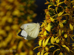 Pieris brassicae