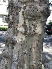 Platanus occidentalis