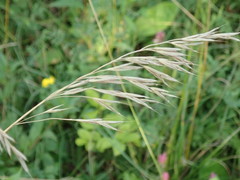 Bromus erectus