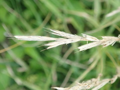 Brachypodium pinnatum