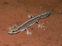 Carnarvon Basin Saddled Ground Gecko photo 4