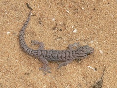 Gehyra variegata
