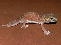 Nephrurus levis occidentalis