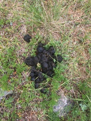 Ursus arctos horribilis