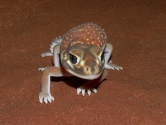 Nephrurus levis occidentalis