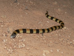 Simoselaps bertholdi