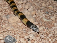 Simoselaps bertholdi