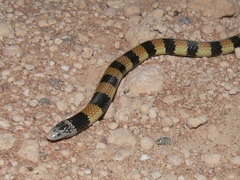 Simoselaps bertholdi