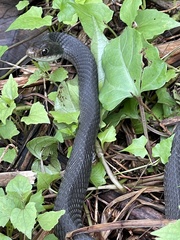 Coluber constrictor