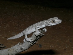 Strophurus strophurus