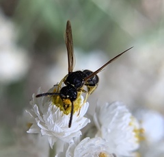 Ancistrocerus albolacteus