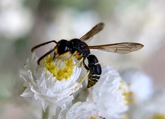 Ancistrocerus albolacteus
