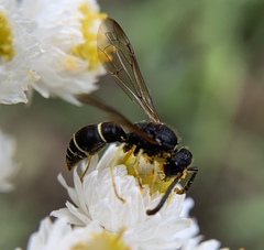 Ancistrocerus albolacteus
