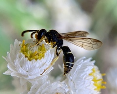 Ancistrocerus albolacteus