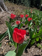 Tulipa
