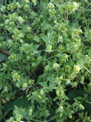 Silene baccifera