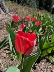 Tulipa