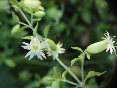 Silene baccifera