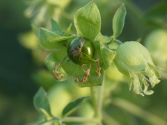 Silene baccifera
