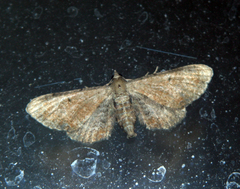 Eupithecia simpliciata