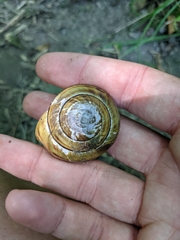 Monadenia infumata