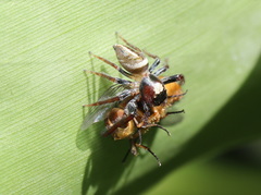 Opisthoncus mordax