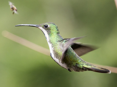 Anthracothorax nigricollis