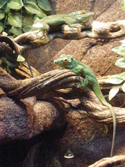 Anolis baracoae