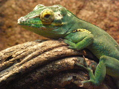 Anolis baracoae