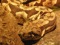 Acrantophis dumerili