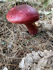 Exsudoporus