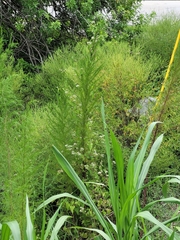 Eupatorium capillifolium image