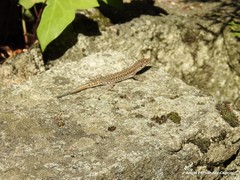 Podarcis guadarramae