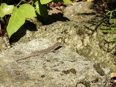 Podarcis guadarramae