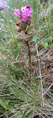 Pedicularis pyrenaica