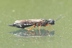 Xiphydria camelus