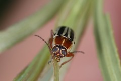 Pachybrachis bivittatus