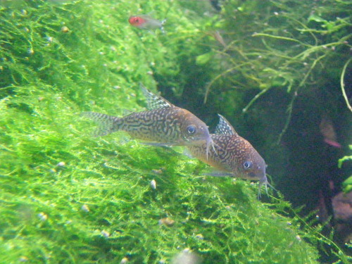 false network catfish